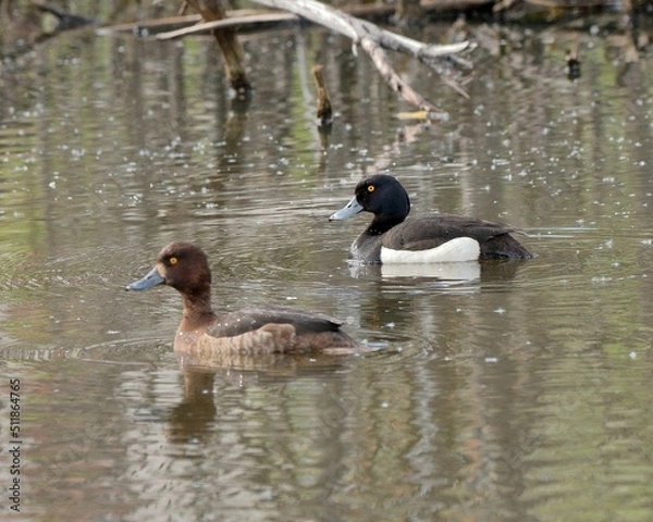 Fototapeta Duck and drake Tufted duck close-up on the background of the pond. wild ducks