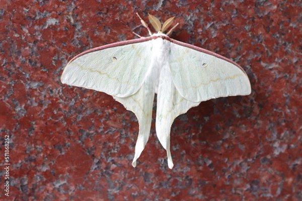 Obraz オオミズアオ