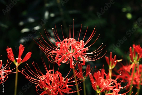 Fototapeta 彼岸花