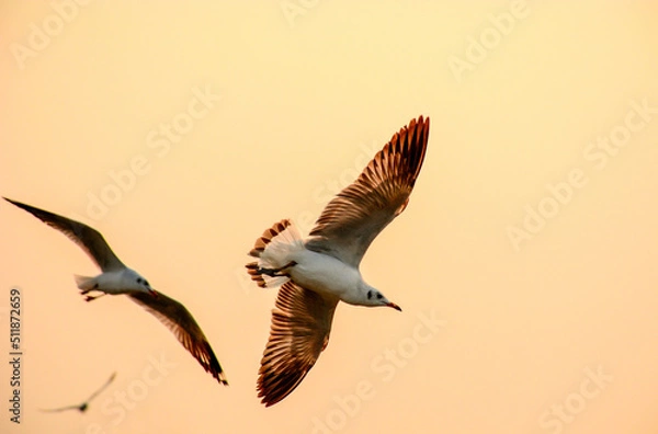 Obraz seagull in flight