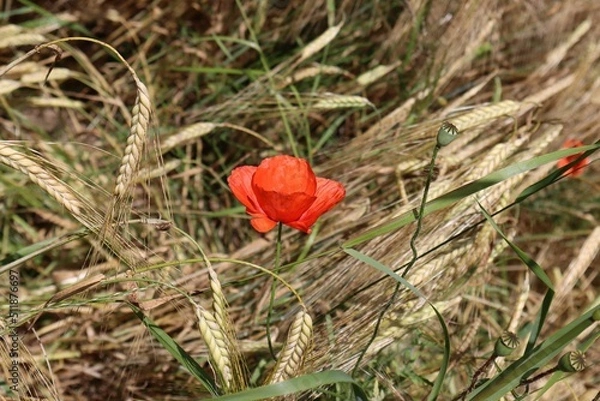 Obraz Field poppy