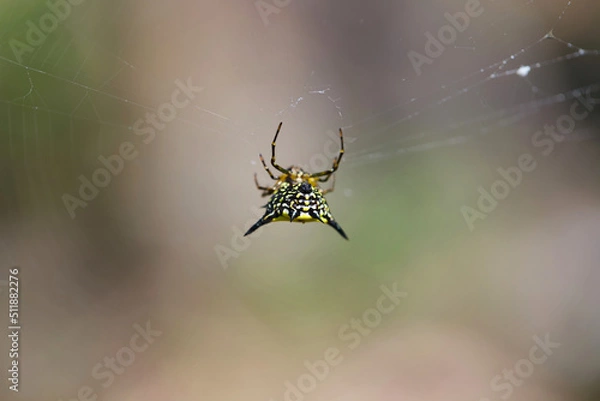 Obraz spider on the web