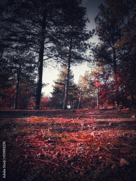 Fototapeta autumn in the forest