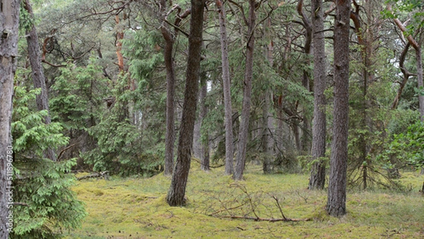 Fototapeta trees in the forest