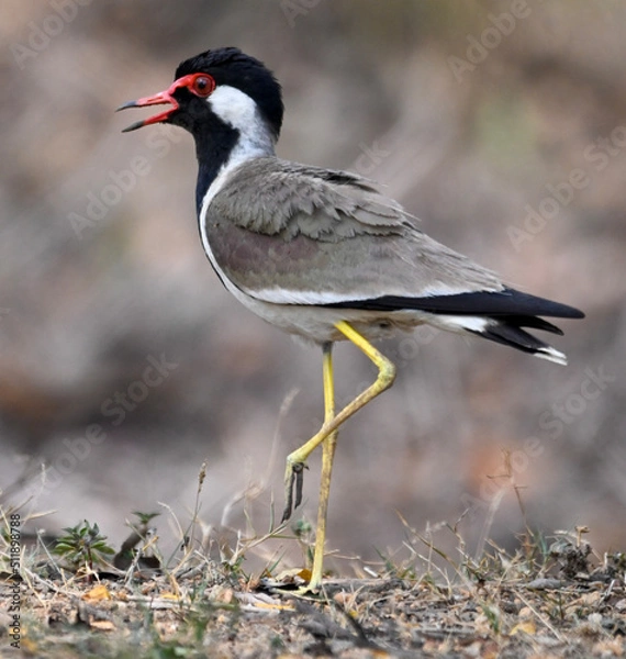 Obraz black crowned night heron