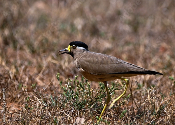 Obraz great crested grebe