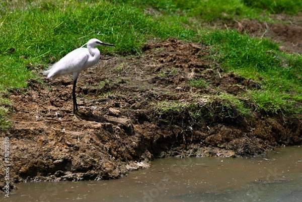 Obraz great blue heron