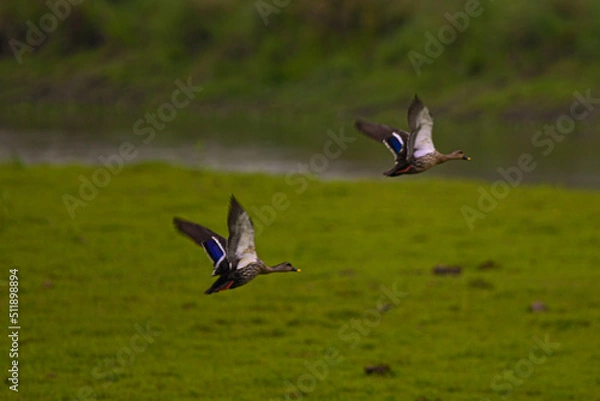 Obraz butterfly in flight