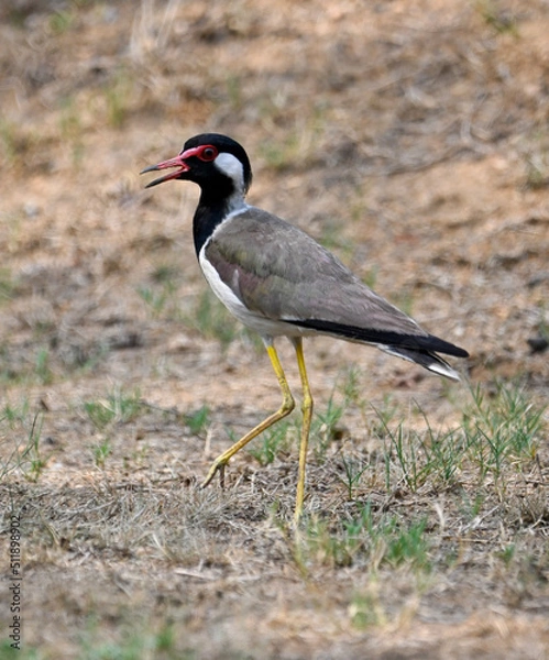 Obraz black crowned crane