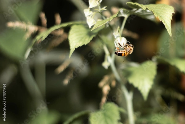 Obraz Bee on the plant