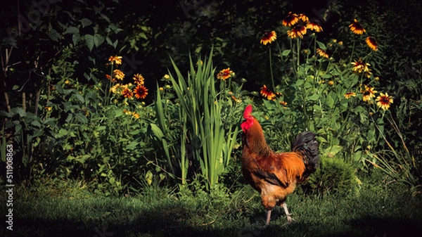 Obraz rooster and flowers