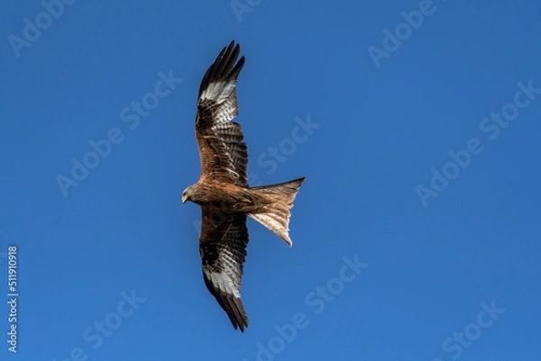 Fototapeta Flugbild Rotmilan