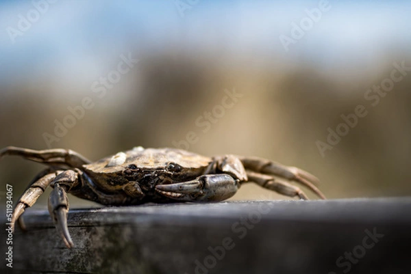 Fototapeta Loog Impressionen