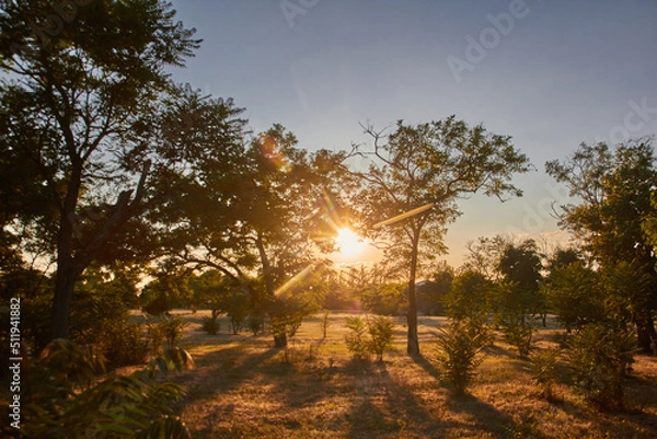 Obraz sunset in the forest
