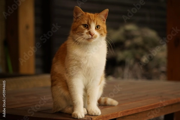 Fototapeta Kitty Cat. Cute