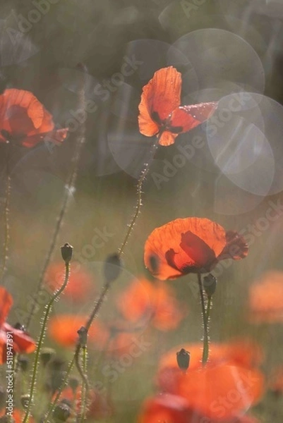 Obraz Coquelicots