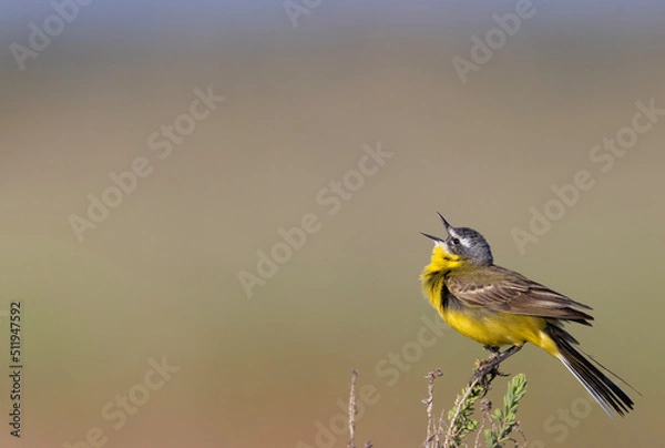 Obraz yellow wagtail on a branch