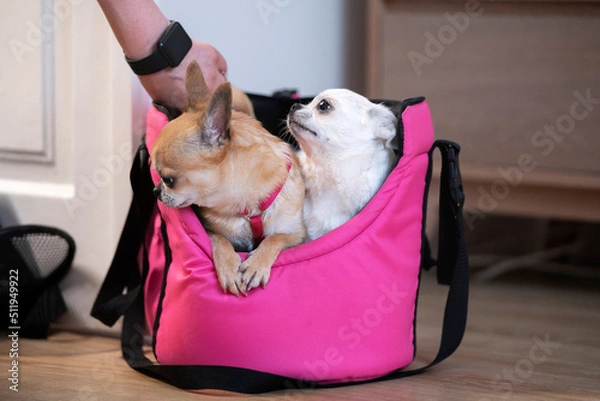 Fototapeta Dwa psy rasy chihuahua w torebce