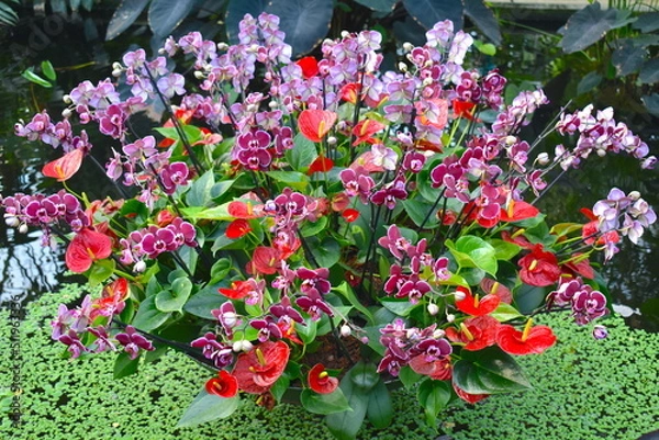 Obraz A white and pink orchid display in the middle of a fountain under hanging turtles all made from organic materials part of a flower show in West London that attracts both locals and tourists every year
