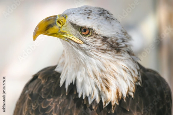 Obraz Bald Eagle side view