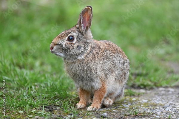 Fototapeta Eastern Cottontail Rabbit