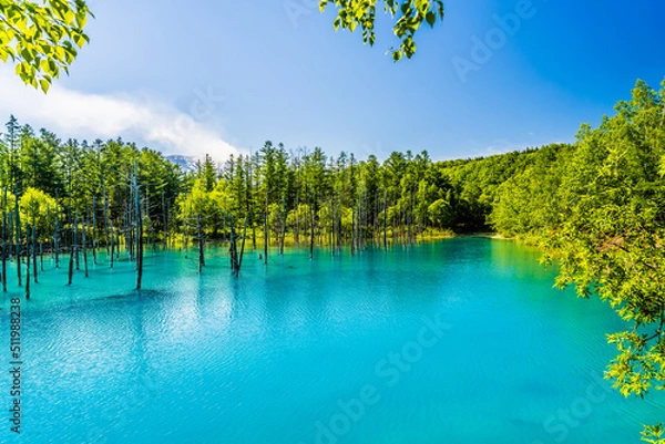 Obraz 北海道、美瑛町の青い池。初夏6月