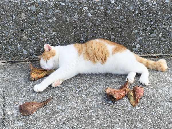 Obraz 葉っぱを枕に昼寝している野良猫の可愛い画像
