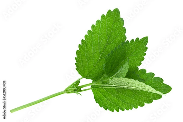 Obraz Lemon balm herb leaf on white