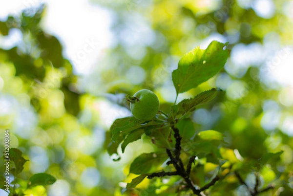 Fototapeta Young born green fruit apples on a tree branch.