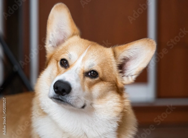 Fototapeta portrait of welsh corgi pembroke