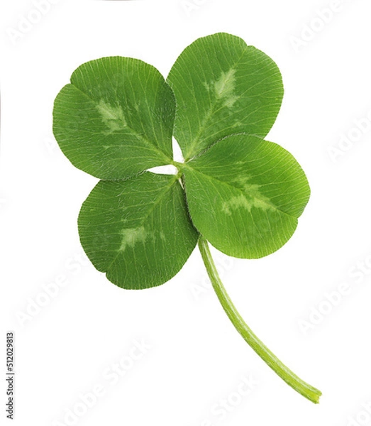 Fototapeta Green four-leaf clover leaf isolated on white background.