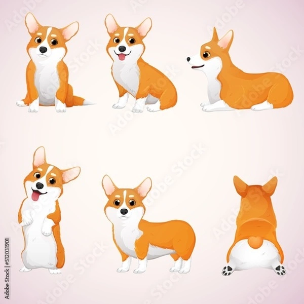 Fototapeta Vector set of corgis in different poses