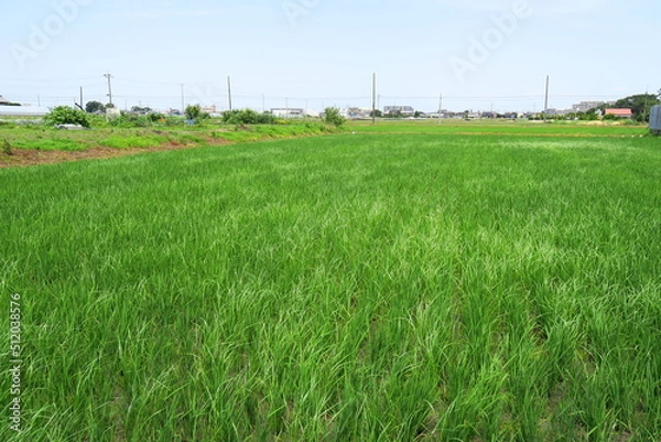 Fototapeta 初夏の風に吹かれる郊外の青田風景