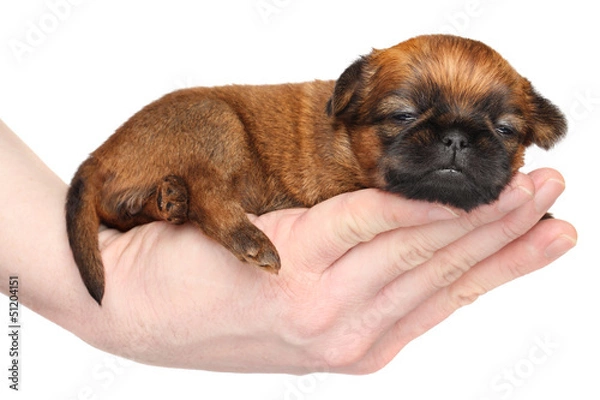 Fototapeta Griffon puppy lying in hand