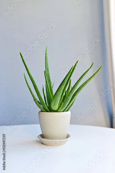 Fototapeta Aloe vera plant in a white pot by a window inside a home dead aloe vera leaves.