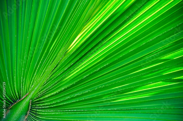 Obraz Palm leaf