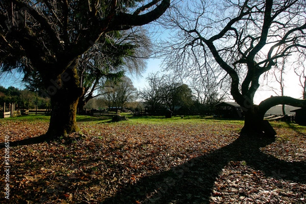 Obraz Bosques de Panguipulli