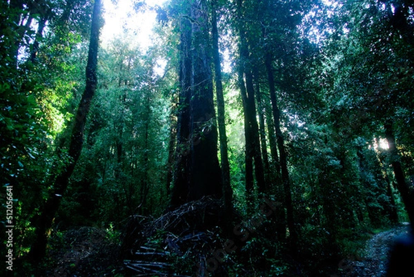 Obraz Bosques de Panguipulli