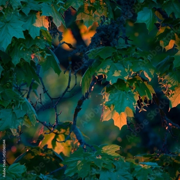 Fototapeta Mapel Sunset