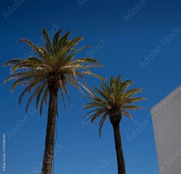 Obraz Palm tree