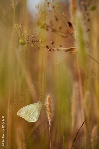 Obraz Butterfly (Pieris rapae) resting.
