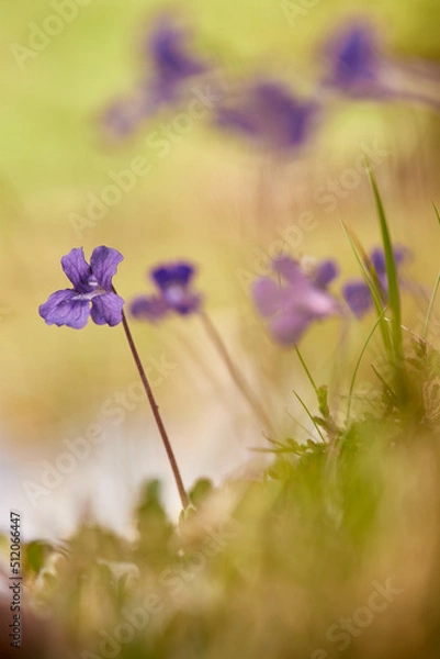 Obraz Purple flowers
