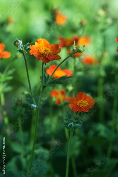 Fototapeta Blooming Chilean Avens or Chiloense Geum orange, viewed from above, background blurred