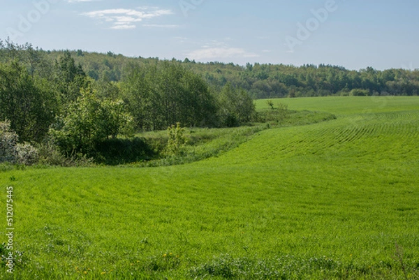 Fototapeta spring green field on the edge of the forest on a sunny clear morning