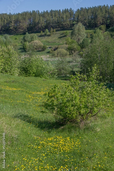 Fototapeta a hollow overgrown with bushes and yellow dandelions on a sunny spring clear morning