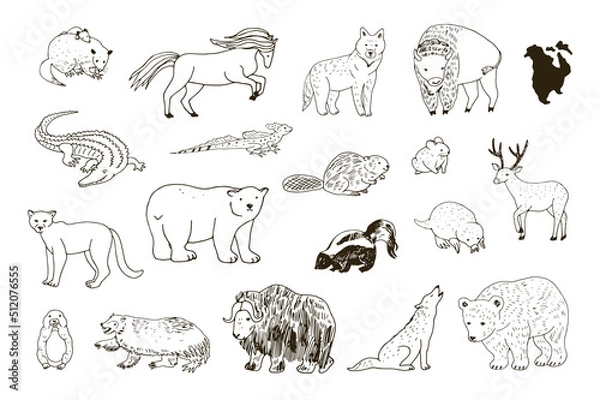Fototapeta Animals of North America vector line illustrations set