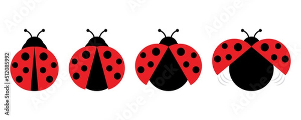 Fototapeta Ladybug or ladybird vector illustration. Red and black ladybug vector set. Small flying insect. Cute beetle. 