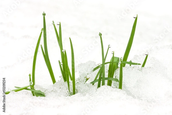 Obraz first green grass