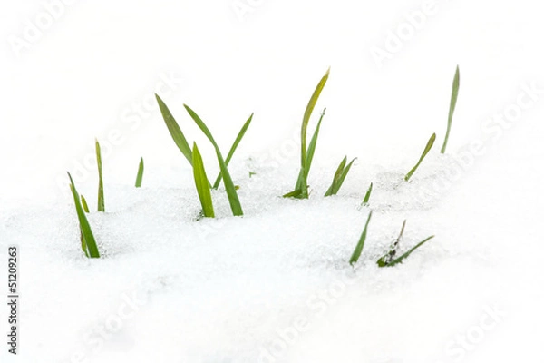 Obraz first spring grass