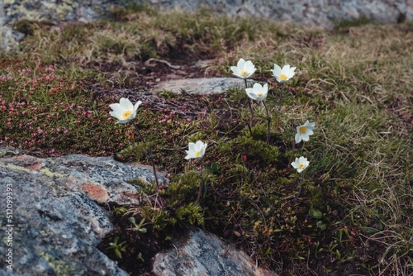 Obraz Alpen Kuhschelle